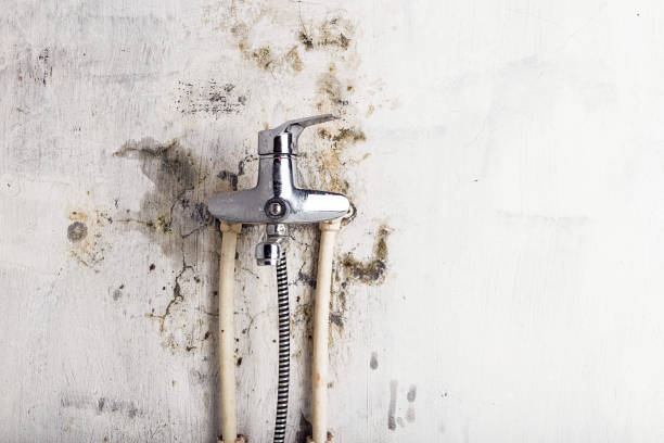 Best Emergency Mold Removal  in Kurtistown, HI