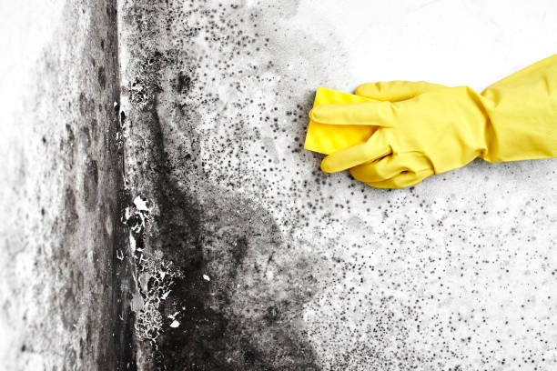 Best Professional Mold Removal  in Kurtistown, HI