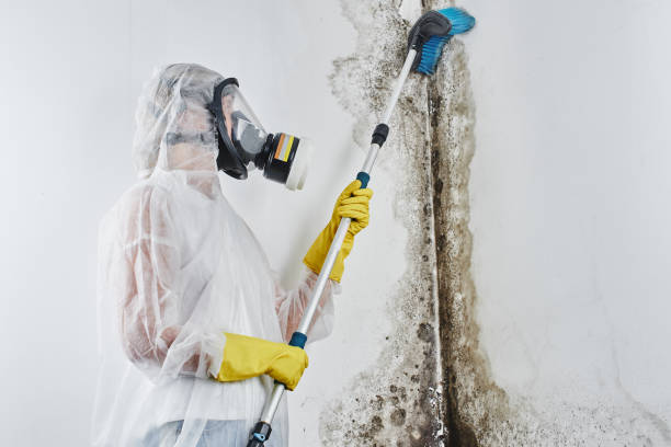 Office Mold Removal Services in Kurtistown, HI