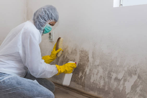 Best Local Mold Removal Service  in Kurtistown, HI