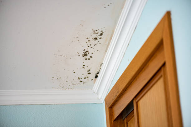 Best Fast Mold Removal  in Kurtistown, HI