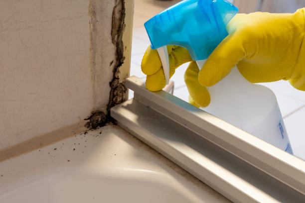 Best Mold Remediation Services  in Kurtistown, HI