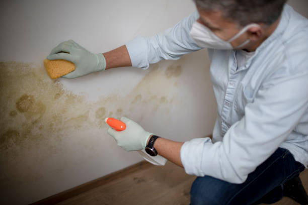 Best Toxic Mold Removal  in Kurtistown, HI