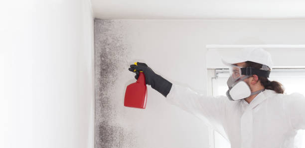 Best Mold Testing  in Kurtistown, HI