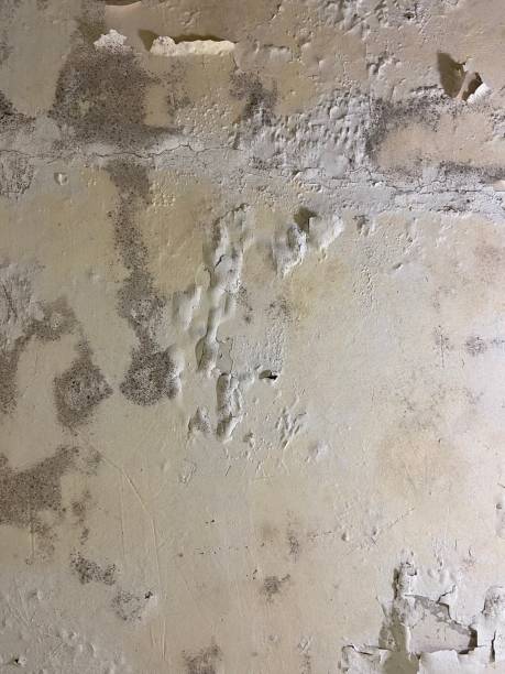 Best Mold Removal Company Near Me  in Kurtistown, HI
