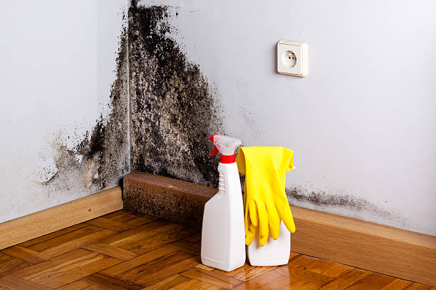 Best Attic Mold Removal  in Kurtistown, HI