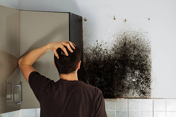 Best Same-Day Mold Removal  in Kurtistown, HI
