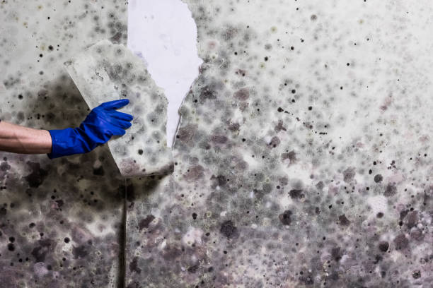 Best Office Mold Removal Services  in Kurtistown, HI