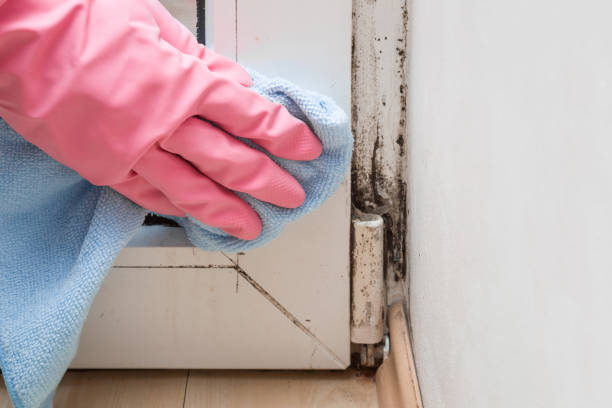 Best Professional Mold Removal  in Kurtistown, HI