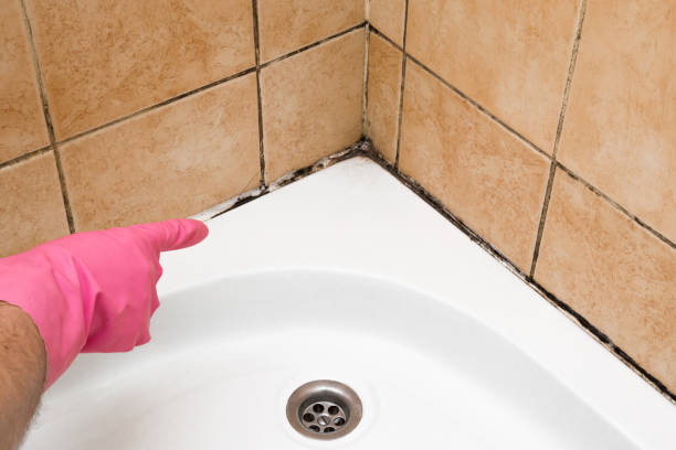 Best Professional Mold Removal  in Kurtistown, HI